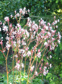 Saxifraga umbrosa